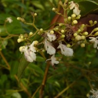 Vitex negundo L.